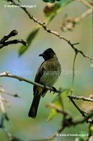 Bulbul 23-1-01